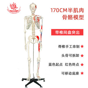 Modèle de squelette humain à l'échelle 1:1 avec points d'origine et d'insertion musculaire FRT002A, modèle de squelette médical grandeur nature de 176 cm - Product Image 1
