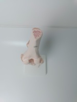 Formation avancée personnalisée à l'enseignement médical Anatomie du squelette Plastique artificiel Taille naturelle Modèle anatomique de l'articulation du genou humain