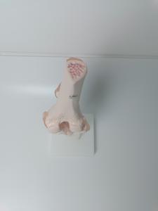 ข้อต่อเข่ามนุษย์ทำจากพลาสติกเทียมกายวิภาคเพื่อการฝึกอบรมทางการแพทย์ขั้นสูงแบบจำลองทางกายวิภาค - Product Image 2