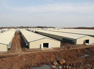 Prefab gia cầm trang trại Nguồn cung cấp kết cấu thép gia cầm Gà nhà lớp hen nhà đúc sẵn Gà nhà kho - Product Image 2