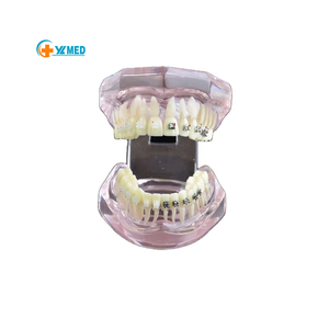 Khoa Học Y Tế Tài Nguyên Giảng Dạy Thiết Bị Giáo Dục Mô Hình Nha Khoa Tiêu Chuẩn Thông Thường, Mô Hình Giải Phẫu Răng Người Tiên Tiến - Product Image 1