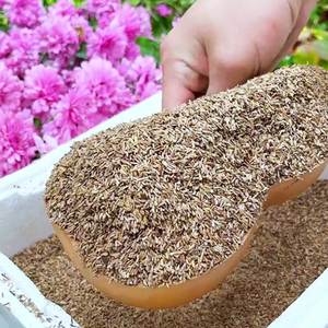 Chrysanthème Coloré d'Origine Naturelle Idéal pour la Décoration de Jardins et de Pelouses – Magnifique Plante d'Extérieur Décorative - Product Image 2