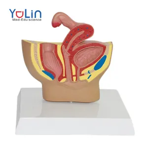 Женская Тазовая кость, анатомическая модель, Женская Тазовая модель, демонстрационная модель тазового репродуктивного органа для обучения