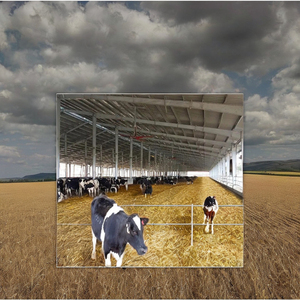 Struttura in Acciaio Leggero Q345/Q235 2022 <span class=keywords><strong>per</strong></span> Piccolo Stalla Prefabbricata <span class=keywords><strong>per</strong></span> <span class=keywords><strong>Bovini</strong></span>, Zincata a Caldo, Marca ShenFeng, Saldatura Inclusa - Product Image 3