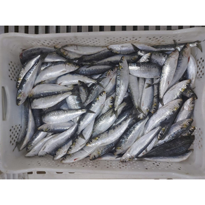 Venta <span class=keywords><strong>de</strong></span> <span class=keywords><strong>sardinas</strong></span> congeladas a granel, todo tipo <span class=keywords><strong>de</strong></span> <span class=keywords><strong>sardinas</strong></span>, mariscos, proveedores, <span class=keywords><strong>precio</strong></span> al por mayor - Product Image 5
