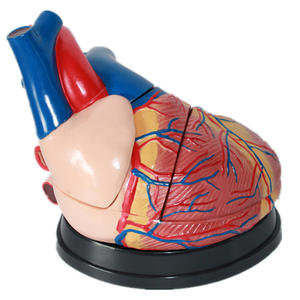Equipo de enseñanza médica Corazón Modelo anatómico Etiqueta digital Modelo de órgano de Cardiología Modelo de corazón grande natural humano t - Product Image 3