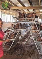 6000 Nouvelles cages à poulets personnalisables galvanisées à chaud à 3 niveaux, haute résistance à la corrosion, longue durée de vie, système de cages superposées pour poulailler