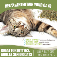Vente en gros d'herbe à chat séchée de qualité supérieure 100% feuilles d'herbe à chat naturelle menthe en bouteille de 45ml d'herbe à chat comestible sans additif