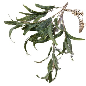 Fleurs artificielles Yixuan en soie, simulation de saule phénix, 30cm-100cm, pour décoration maison et mariage - Product Image 5