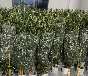 Grand <span class=keywords><strong>olivier</strong></span> artificiel en pot avec <span class=keywords><strong>tronc</strong></span> en plastique détachable et feuilles et fruits réalistes pour la décoration intérieure de l'hôtel. - Product Image 4
