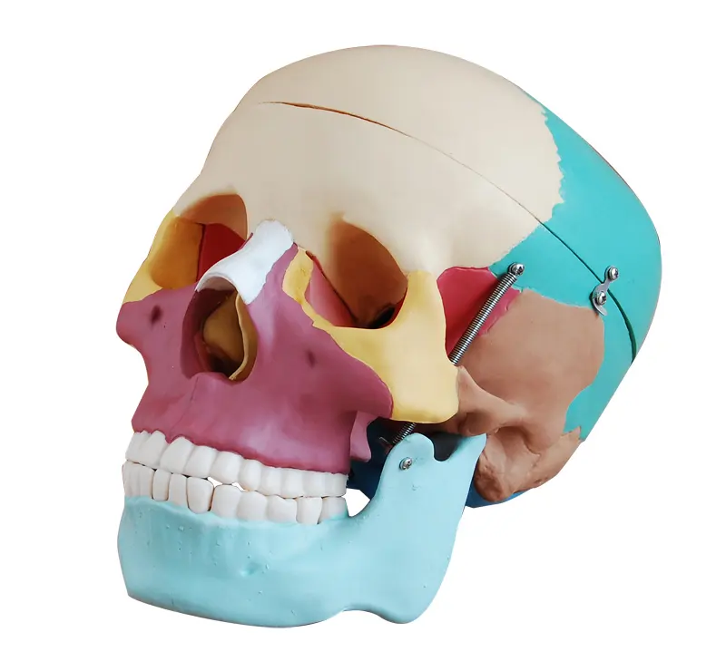 Esqueleto humano anatómico médico escuela enseñanza educación desmontable 3 partes PVC tamaño real huesos de colores anatomía cráneo modelo