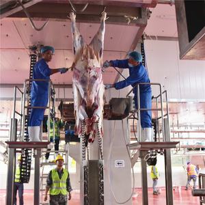 อุปกรณ์โรงฆ่าสัตว์สำหรับโค กระบือ ลา อูฐ ม้า - Product Image 3