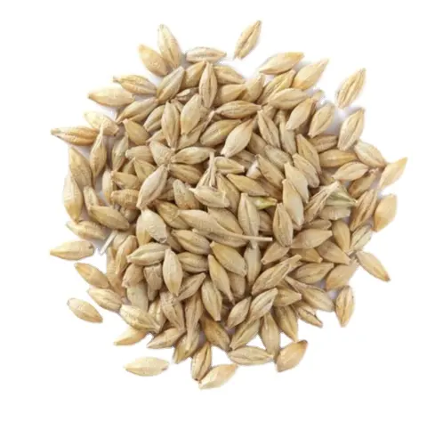 麦芽用ウクライナ産大麦、大麦飼料、麦芽大麦動物飼料大麦穀物