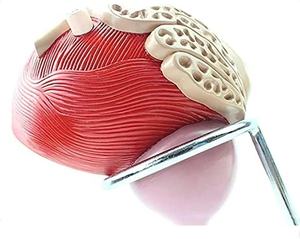 Agrandir 3X Système génito-urinaire Modèle anatomique de la <span class=keywords><strong>prostate</strong></span> de la vessie masculine - Product Image 1