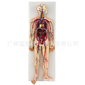 Modèle de simulation médicale du système circulatoire humain, de la chirurgie cardiaque, de l'anatomie des artères, des veines, des nerfs et des vaisseaux sanguins - Product Image 3