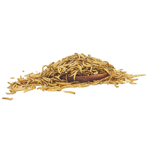 Vermi Gialli Essiccati Biologici ad Alto Contenuto Proteico Senza Cereali (<span class=keywords><strong>Tenebrio</strong></span> Molitor) per Alimenti per Pesci e Cani - Snack Naturale di Alta Qualità per Animali Domestici - Product Image 6