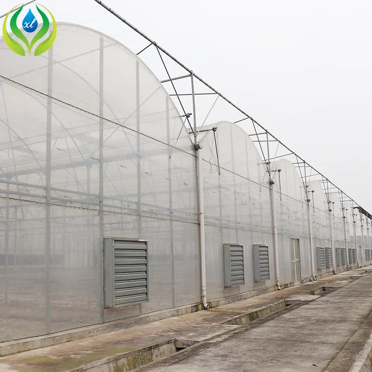 MYXL gran invernadero 1000sqm industrial China invernadero agricultura