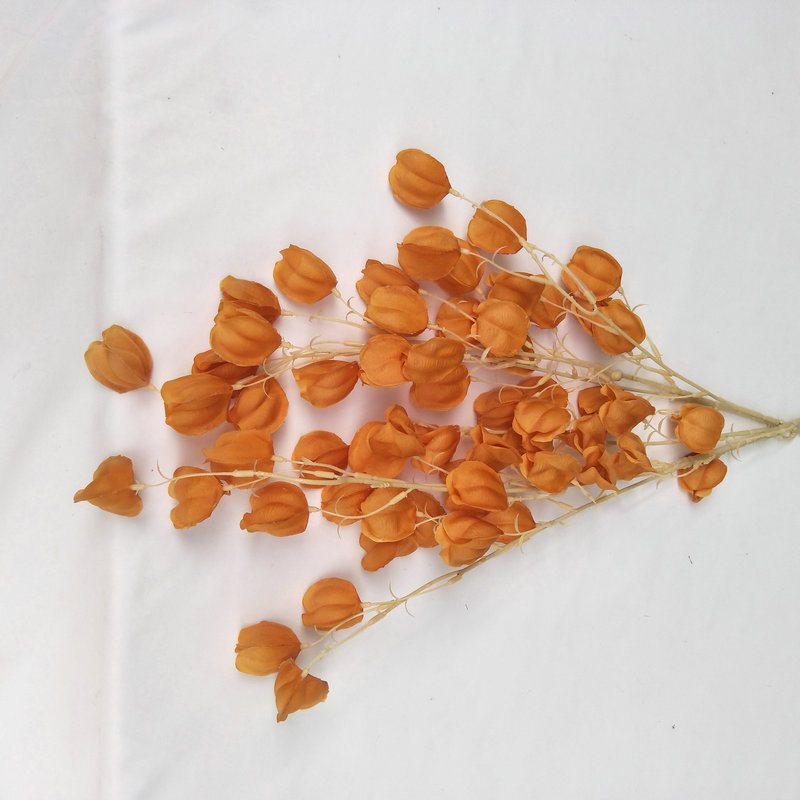 Orange2