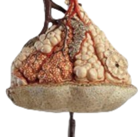 ADA-A431 Gran Oferta: Modelo de Enseñanza Médica de Lobulo Pulmonar de Tamaño Real (150x) con Alveolos Pulmonares Anatómicos (1000X) Adicionales - Product Image 4