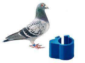 공장 가격 LF HF <span class=keywords><strong>RFID</strong></span> 동물 추적 비둘기/닭 발 반지 태그 스마트 동물 태그 - Product Image 2