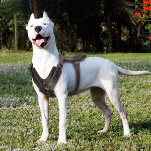 Arnés de Cuero Genuino <span class=keywords><strong>para</strong></span> Perros Medianos y Grandes, <span class=keywords><strong>Chaleco</strong></span> Resistente Antitirones <span class=keywords><strong>para</strong></span> Pastor Alemán, Malamuti, Dóberman - Product Image 4