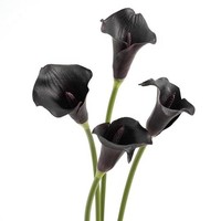 Kualitas tinggi sentuhan asli PU buatan bunga Calla Lily putih untuk meja natal bagian pusat pesta pernikahan Dekorasi Rumah