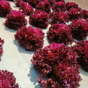 <span class=keywords><strong>DWC</strong></span> Hydroponisches Schwimmendes Floß-Anzuchtbeet zum Gemüseanbau, Hydroponische Anzuchtbox für den Innenbereich, Hydroponischer Garten für den Anbau - Product Image 2