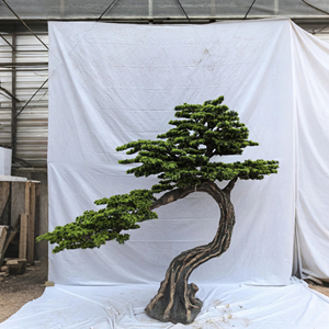 For Commercial Landscape & Christmas Decor | Custom 2-6M Artificial <b>Pine</b> Bonsai Tree Retardant for Hotel/Mall/Garden - Product Image 1