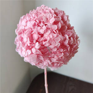 Hortensias de Hoja Grande Preservadas de Alta Calidad al por Mayor, Estilo Ins, para Suministros de Floristería - Product Image 3