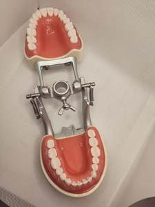 Modelo de Dientes Humanos Estándar para Enseñanza con Certificación CE, Modelo Anatómico de Mandíbula con 32 Piezas de Dientes, Ciencia Médica - Product Image 5