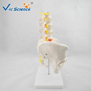 Modelo Esquelético de Vértebras Lombares para Enseñanza Médica, Pelvis de Tamaño Real con 5 Vértebras Lombares, Modelo Anatómico de <span class=keywords><strong>Columna</strong></span> Vertebral - Product Image 4