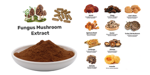 Poudre d'extrait de truffe noire Poudre de truffe périgourdine 30% polysaccharides - Product Image 4