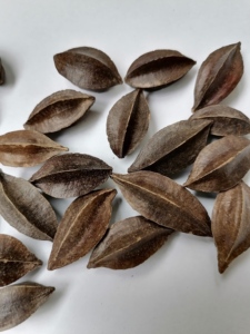 Fruits de Quisqualis Indica (<span class=keywords><strong>Rangoon</strong></span> Creeper) séchés naturels bruts à vendre - Product Image 5