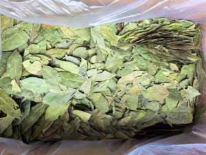 Foglie di <span class=keywords><strong>Alloro</strong></span> - Product Image 1