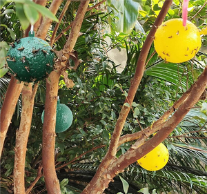 Bola <span class=keywords><strong>Atrapamoscas</strong></span> Reutilizable, Trampas para Moscas Fuertes, Eliminador de Moscas, Bola Colgante Adhesiva, Herramientas para Atrapar Moscas, Suministros para <span class=keywords><strong>el</strong></span> Hogar, Jardín y Patio - Product Image 2