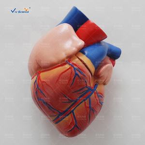 Новая модель человеческого сердца в натуральную величину - Product Image 4