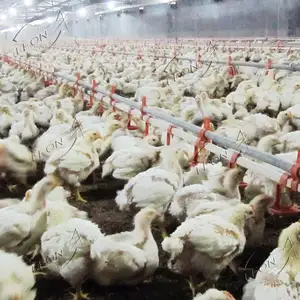 Novo design de melhor qualidade galinha automática equipamentos de fazenda para aves domésticas