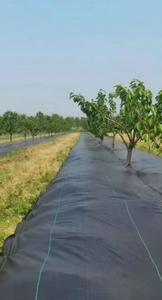 <span class=keywords><strong>Enon</strong></span> 2x100m 2% UV Biodegradable PP Película de mantillo Tela de paisaje Estera de jardín Barrera de malezas duradera - Product Image 4