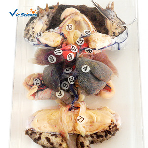 vic43002 Spécimen de dissection et de conservation de grenouille, Aide pédagogique pour la biologie animale, Restauration et entretien des spécimens - Product Image 3