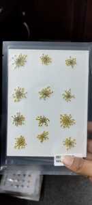สติ๊กเกอร์ติดเล็บลายดอกไม้แห้งแบบกดติด 3 มิติ ลายดอกไม้จริง สำหรับตกแต่งเล็บ - Product Image 3