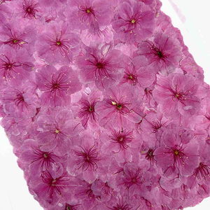 Fleur de cerisier rose séché à la main belle fleur pressée pour Nail Art signet bricolage résine coque de téléphone 1 sac 12 pièces - Product Image 3