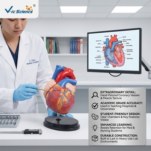 Modèle anatomique du cœur humain agrandi 4 fois, 3 parties détachables, PVC, pour ressources pédagogiques médicales, CE ISO ROHS CNAS - Product Image 1