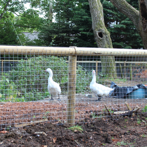 Panneau de grillage soudé galvanisé 1x1, fil de fer, forme de trou carré, revêtement en PVC, clôture de jardin, découpe et pliage personnalisés inclus - Product Image 6