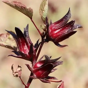 Vente en gros de fleurs d'<span class=keywords><strong>hibiscus</strong></span> de haute qualité Boisson saine d'été Fleurs d'<span class=keywords><strong>hibiscus</strong></span> <span class=keywords><strong>Feuilles</strong></span> de thé à bulles - Product Image 4