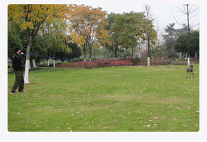 Hot <span class=keywords><strong>Dog</strong></span> Training Special Extended 360 ° Rotation Pet <span class=keywords><strong>Leash</strong></span> Einziehbare Nylon <span class=keywords><strong>Dog</strong></span> Leway Lead für selbst laufende Hunde mund öffnung - Product Image 6