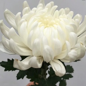 ดอกเบญจมาศประดิษฐ์ทำด้วยมือสีเหลืองสีขาวทันสมัยใช้งานได้ยาวนานฐานหลุมฝังศพของวันแม่ - Product Image 2