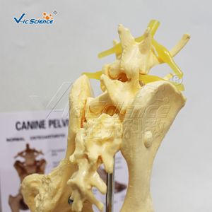 Modèle d'anatomie pelvienne de chien simulé ; outil de démonstration pédagogique vétérinaire pour la structure squelettique pelvienne canine. - Product Image 3
