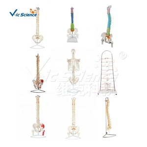 Modelo de <span class=keywords><strong>Esqueleto</strong></span> Humano de PVC para Ciencias Médicas, Modelo de Anatomía Femenina para Medicina - Product Image 5