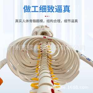 Modelo de Esqueleto Humano Musculoesquelético de 85 cm para Enseñanza, con Columna Vertebral Desmontable, Cráneo Blanco para Yoga - Product Image 3