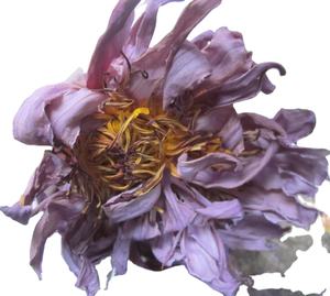 Tè Rilassante Naturale Puro Senza Conservanti, Fiori <span class=keywords><strong>di</strong></span> <span class=keywords><strong>Loto</strong></span> <span class=keywords><strong>Blu</strong></span> Essiccati al Forno per l'Esportazione - Product Image 1